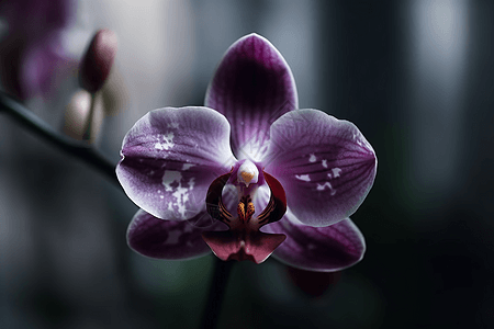 紫色兰花图片图片