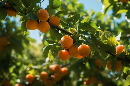 树上的杏子果实图片