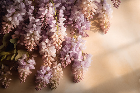阳光下美丽的紫藤花图片