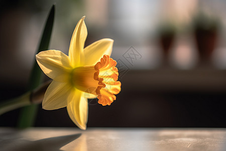 黄色水仙花的特写照片高清图片