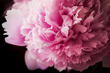 美丽的粉红色牡丹花图片