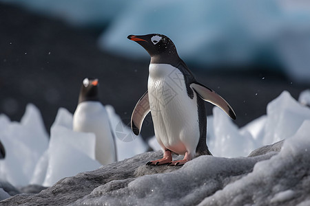寒冷的南极的企鹅图片