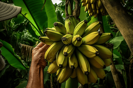 挂在树上的成熟香蕉图片