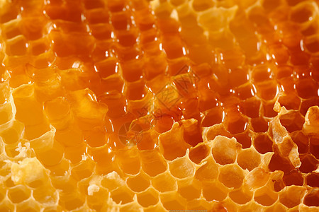 有机蜂蜡图营养蜂蜡高清图片