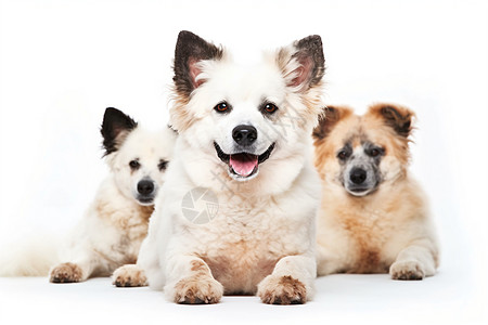 3只可爱的小狗狗图片