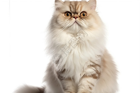 宠物波斯猫白底素材猫高清图片