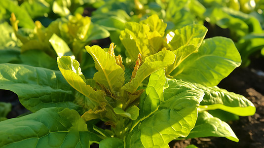 种植园里的农作物特写图片