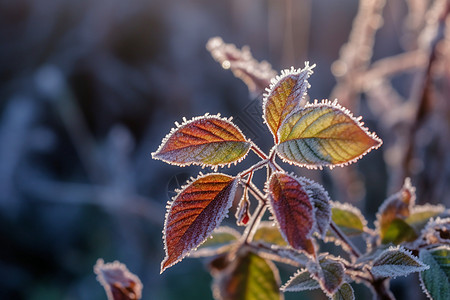 早晨的霜冻叶子图片