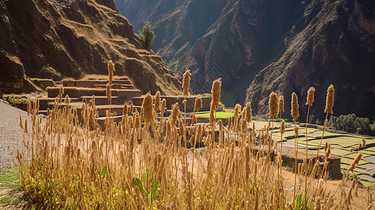 大山深处的藜麦背景