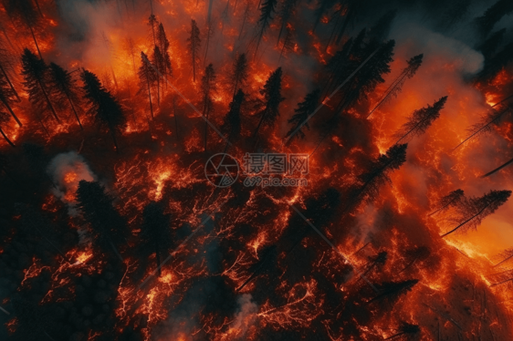 烈火燃烧的森林图片