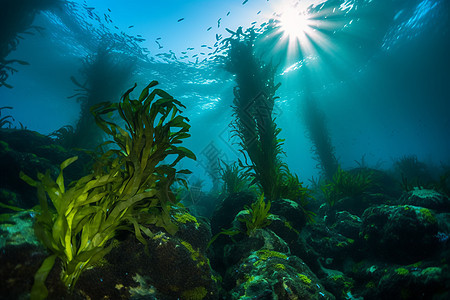 海水中的海带图片