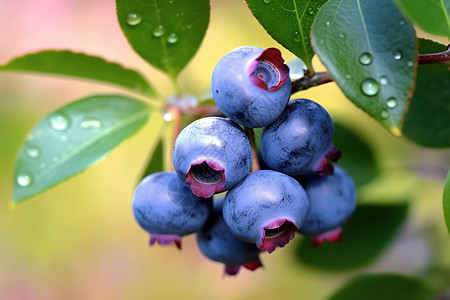 健康新鲜的蓝莓水果背景图片