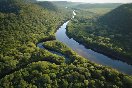 雨林河流图片