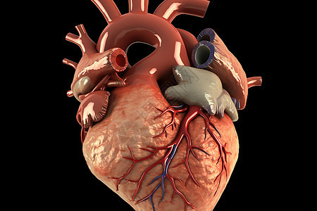 人体心脏解剖学图片