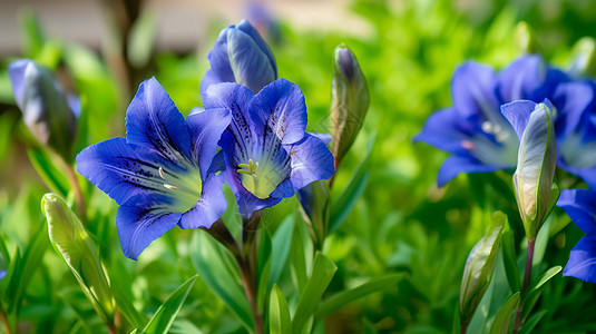 春天中盛开的蓝色花朵图片图片
