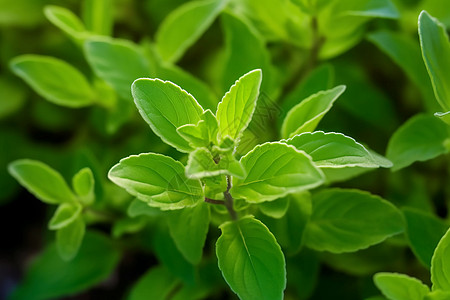 甜叶菊植物背景图片