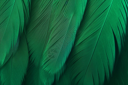 绿色羽毛纹背景图片