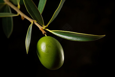 长在树上的橄榄果背景图片