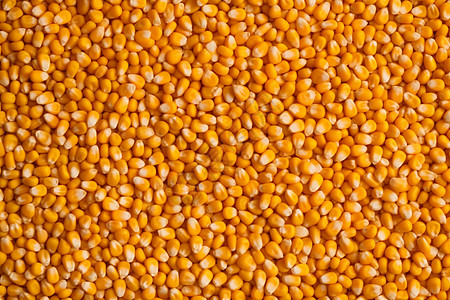 玉米粒排列背景图片