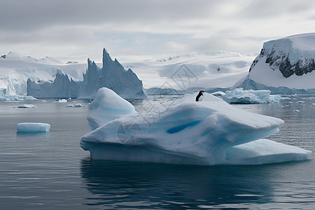 南极洲海岸的冰川上的企鹅图片