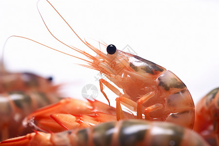 鲜虾刺身图片