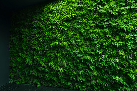 被绿植覆盖的墙体图片