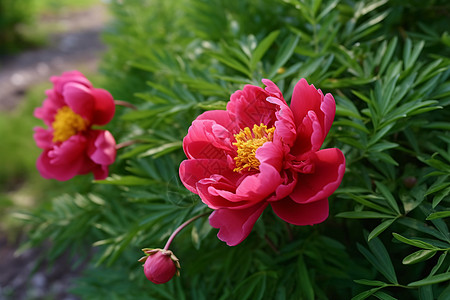 花园里红色的牡丹花背景图片