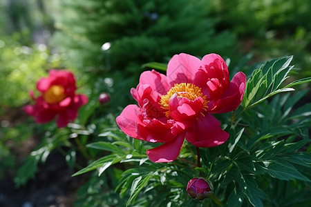 红色牡丹花园里的牡丹花背景
