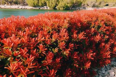 红色叶子植物图片