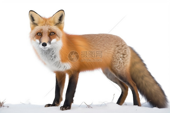 赤狐白色背景图片