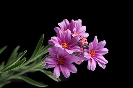紫色小雏菊黑色背景图片