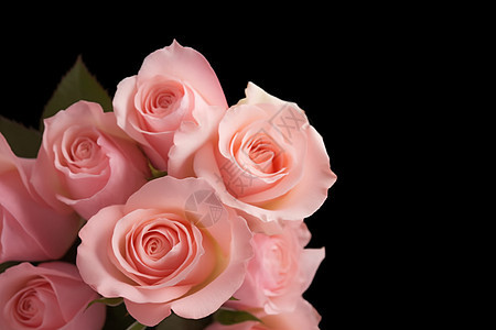 培育的粉红色玫瑰花图片