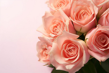 盛开的粉红色玫瑰花背景图片