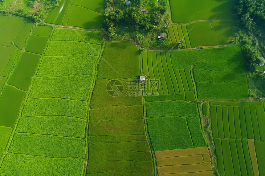 巴厘岛农村稻田种植园图片
