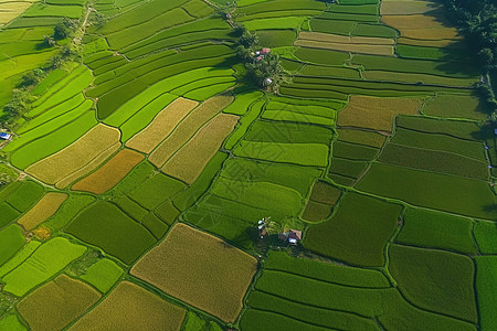 东南亚夏季山谷的种植田图片