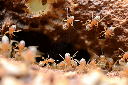白蚁筑巢蚂蚁筑巢高清图片