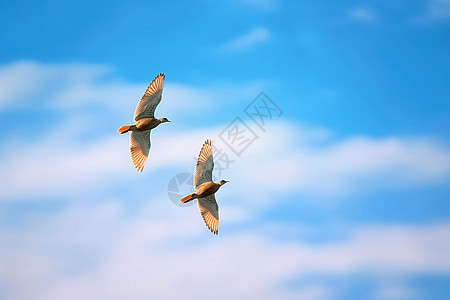 飞鸟在蓝天中飞翔图片
