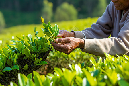 茶叶种植园图片