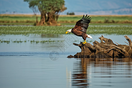 奈瓦沙湖上的白尾鹰高清图片