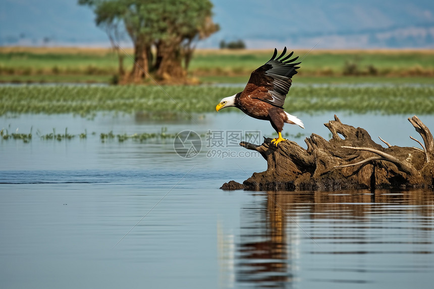 奈瓦沙湖上的白尾鹰图片