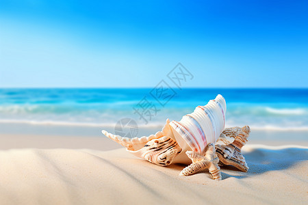 夏天海滩海螺背景图片