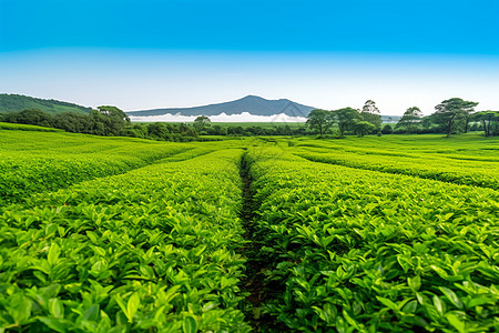 绿色产业园广阔的茶叶种植园背景