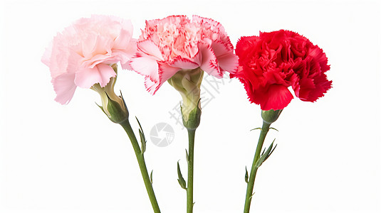三朵康乃馨三朵红色花高清图片