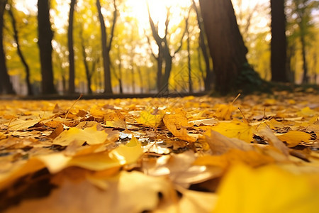 秋天公园的落叶图片