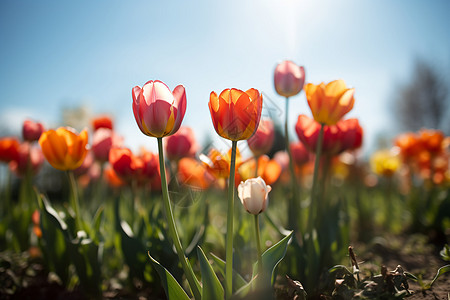 盛开的郁金香花园图片