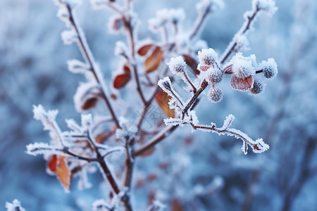冬天的植物上的冻霜图片
