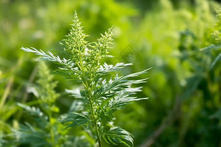 田野里的黄花蒿图片