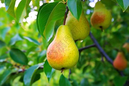果园里成熟的酥梨图片