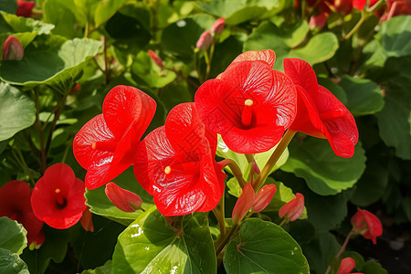 夏天花园里的红花图片