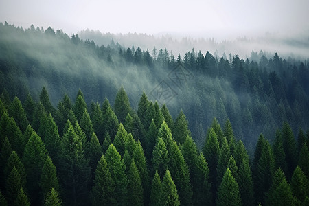 起迷雾的松树森林背景